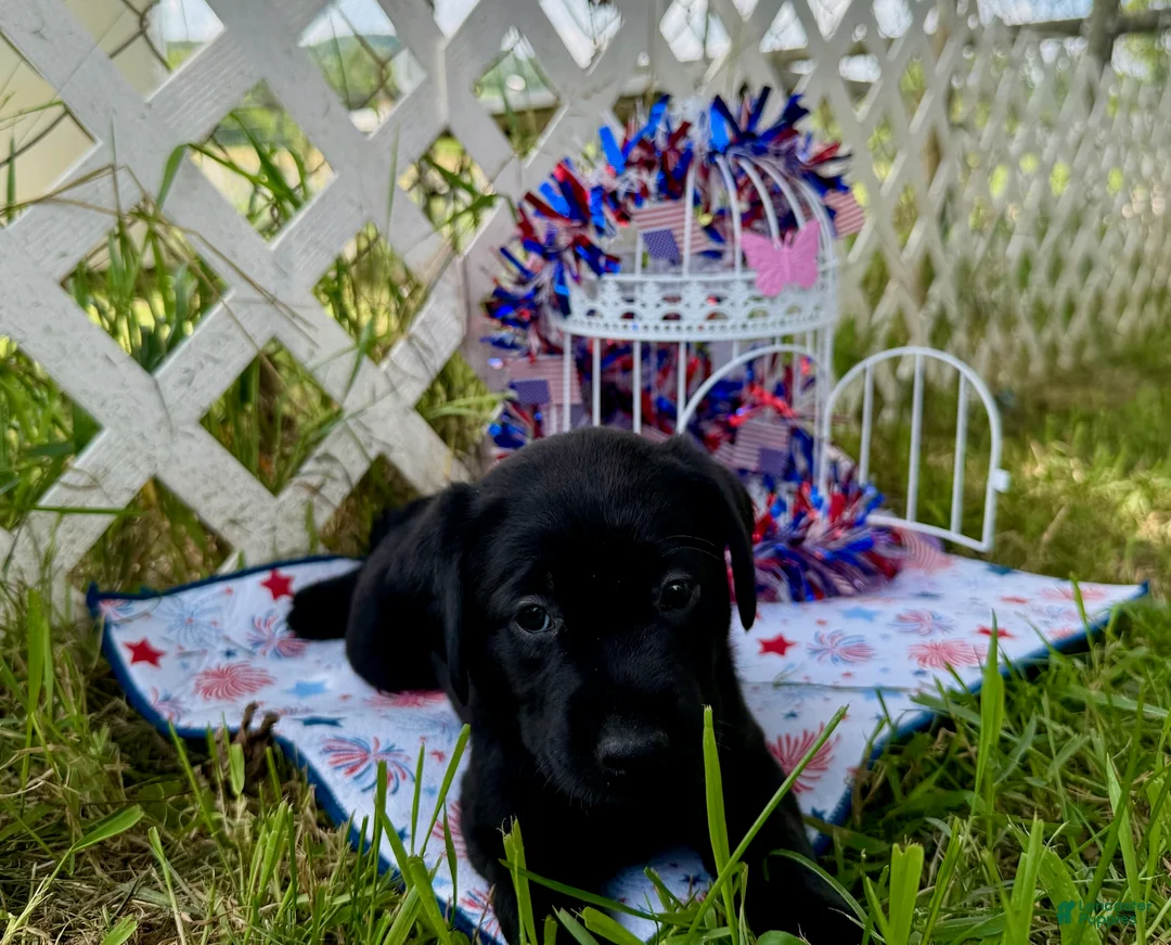Labrador Retriever dogs for sale: Sammie - Ad 2