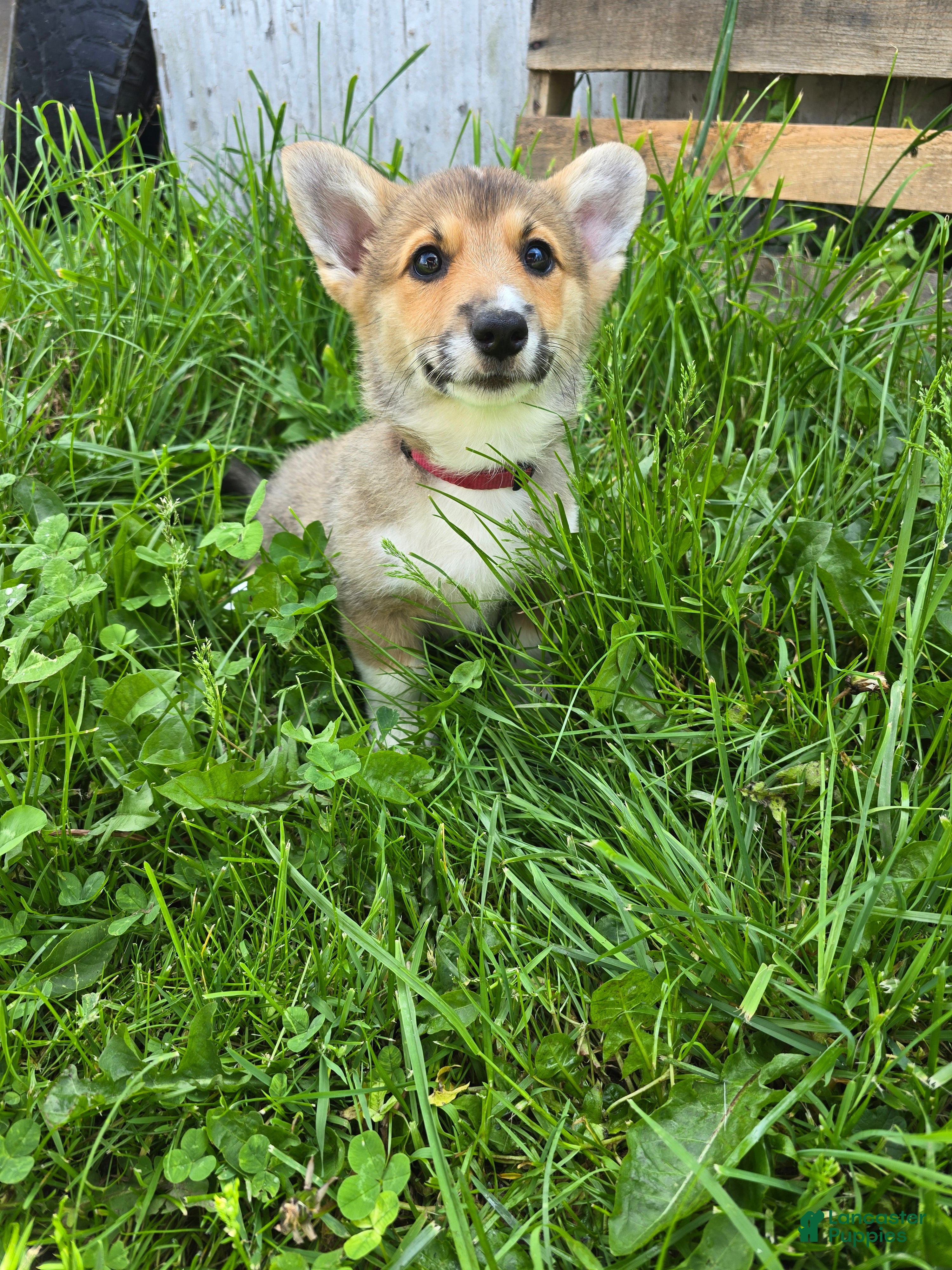 Welsh Corgi Pembroke dogs Welsh Corgi Pembroke Puppy 5 - Ad 1