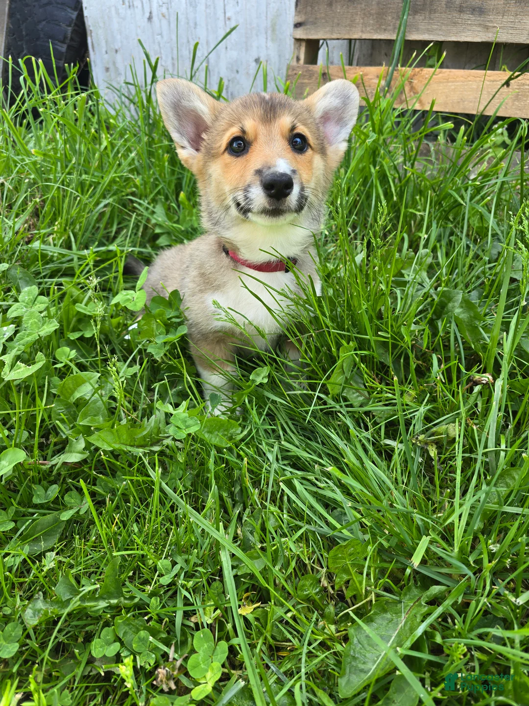 Welsh Corgi Pembroke dogs for sale: Welsh Corgi Pembroke Puppy 5 - Ad 1