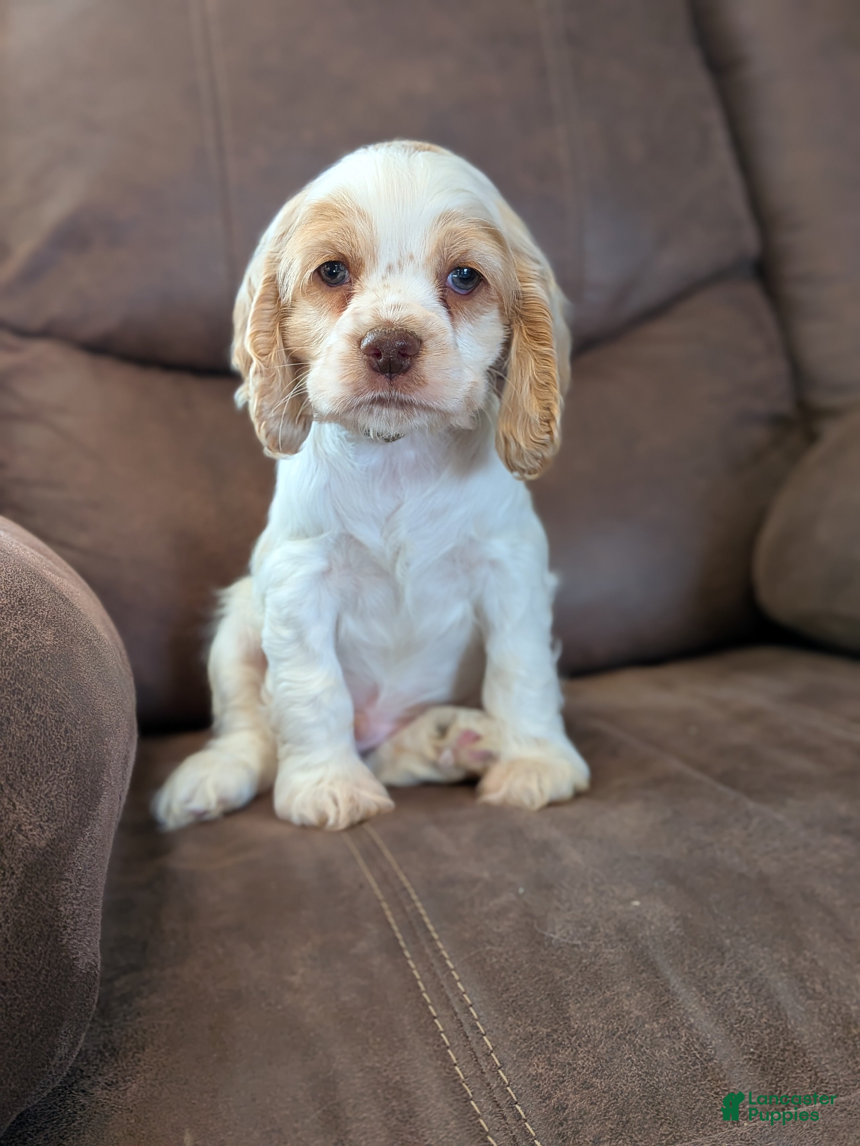 Cocker Spaniel dogs for sale: Zane - Ad 1