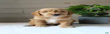 Jet