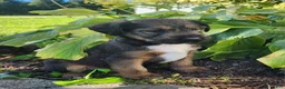 Mixed Breed dogs for sale: Bandit - Ad 4