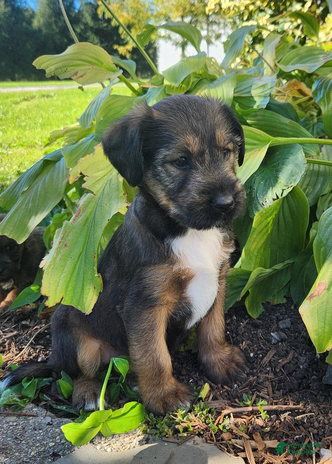 Mixed Breed dogs for sale: Bandit - Ad 4