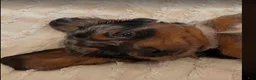 Dachshund dogs for sale: Scotty - Ad 2