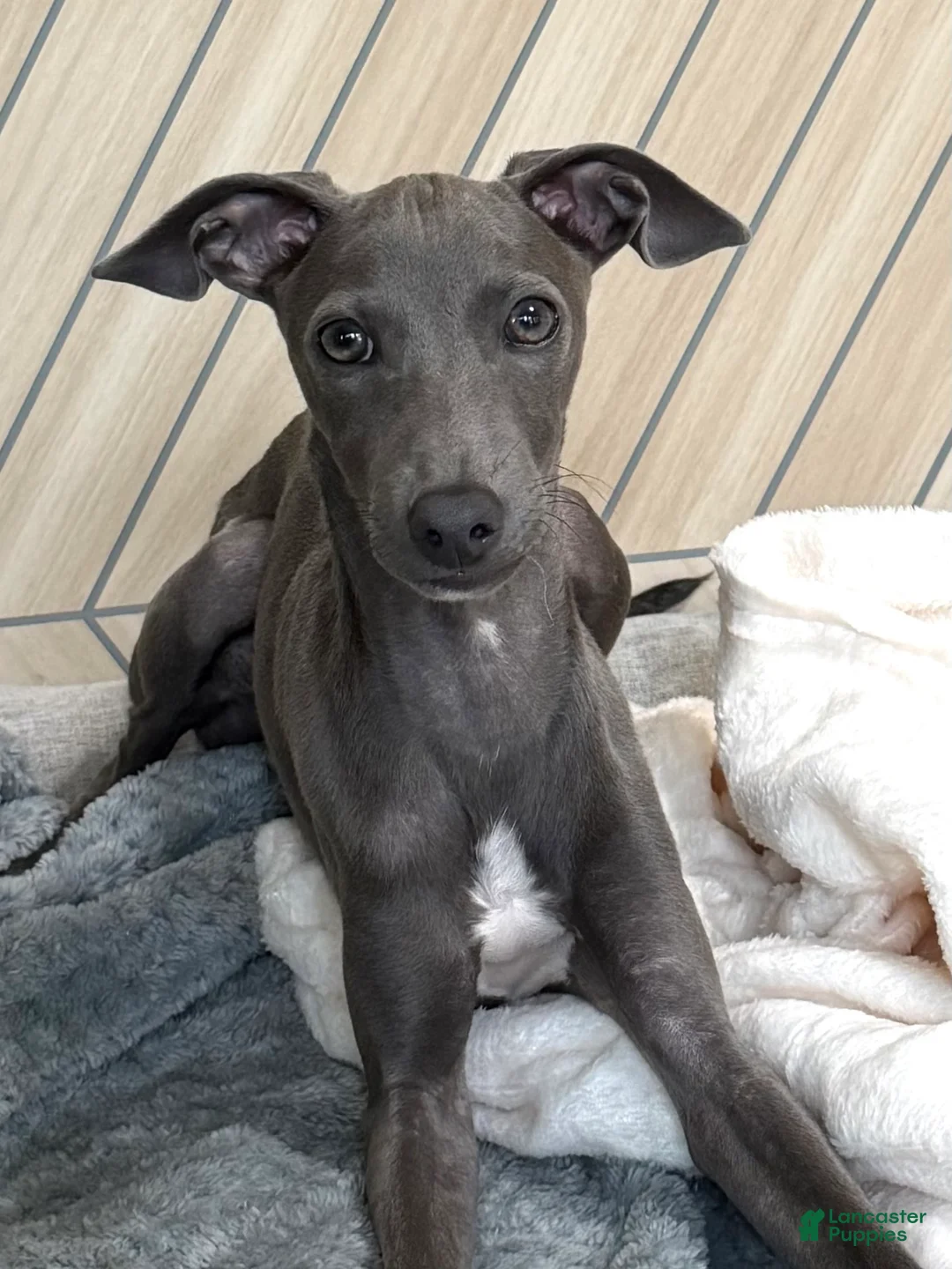 Italian Greyhound dogs for sale: Maynard - Ad 1