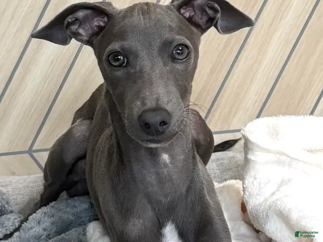 Italian Greyhound dogs for sale: Maynard - Ad 1