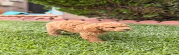 Toy Poodle dogs for sale: Toy Poodle 1 - named Coffee - Ad 2