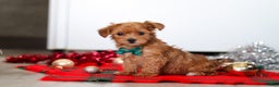 Yorkiepoo dogs for sale: Archie - Ad 3