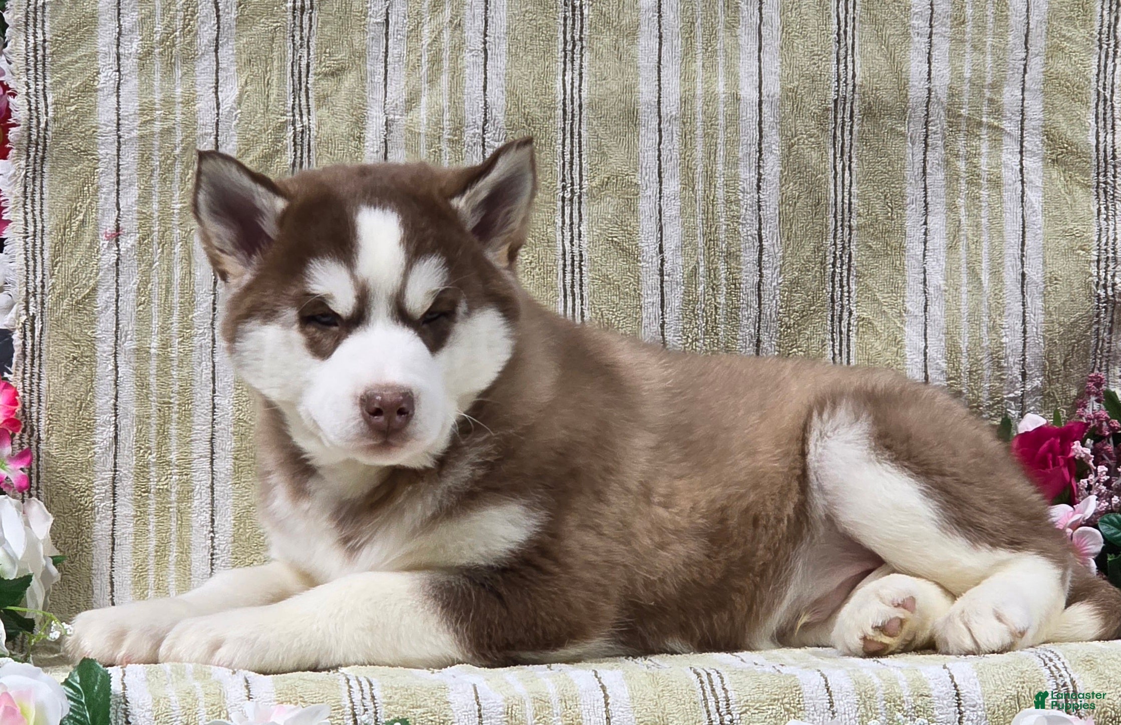 Siberian Husky dogs Dustin - Ad 2