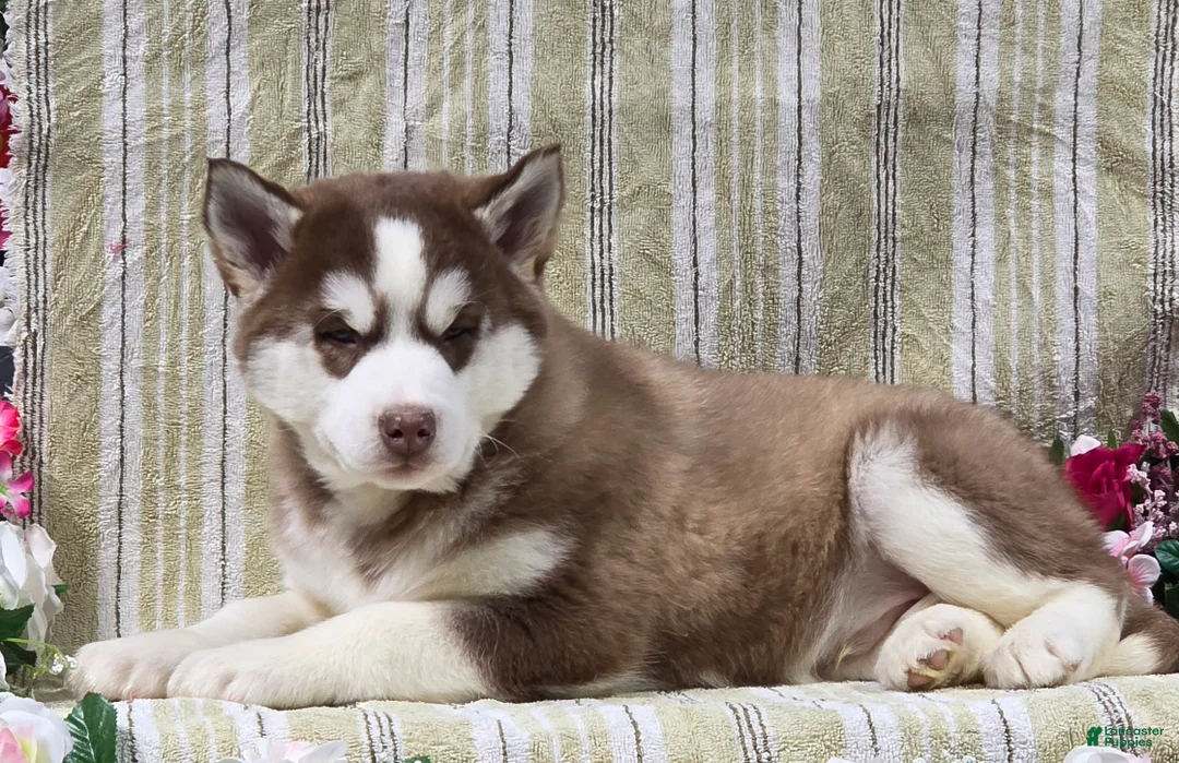 Siberian Husky dogs for sale: Dustin - Ad 2