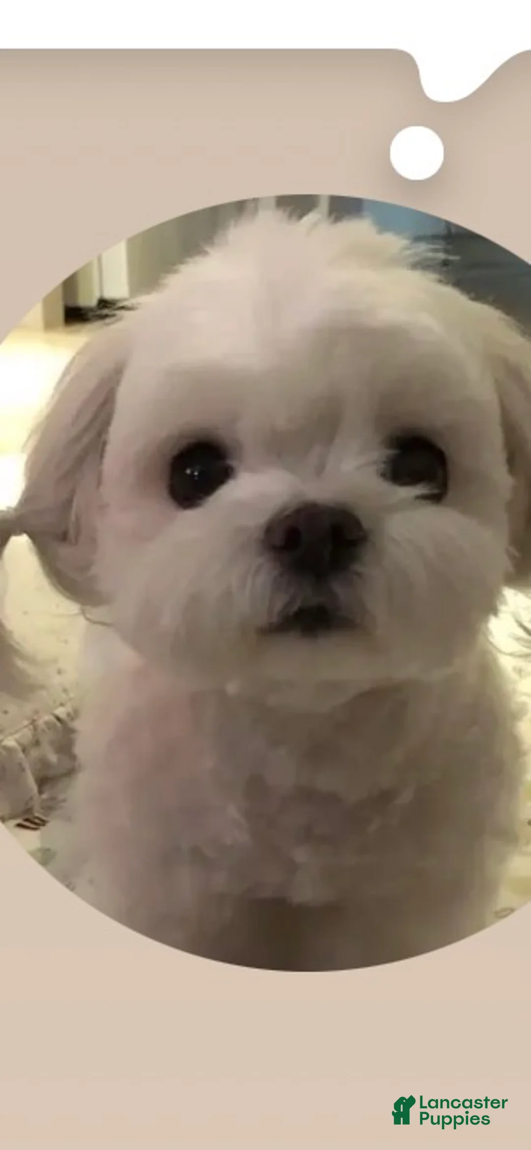 Morkie dogs for sale: Bubbles  - Ad 2