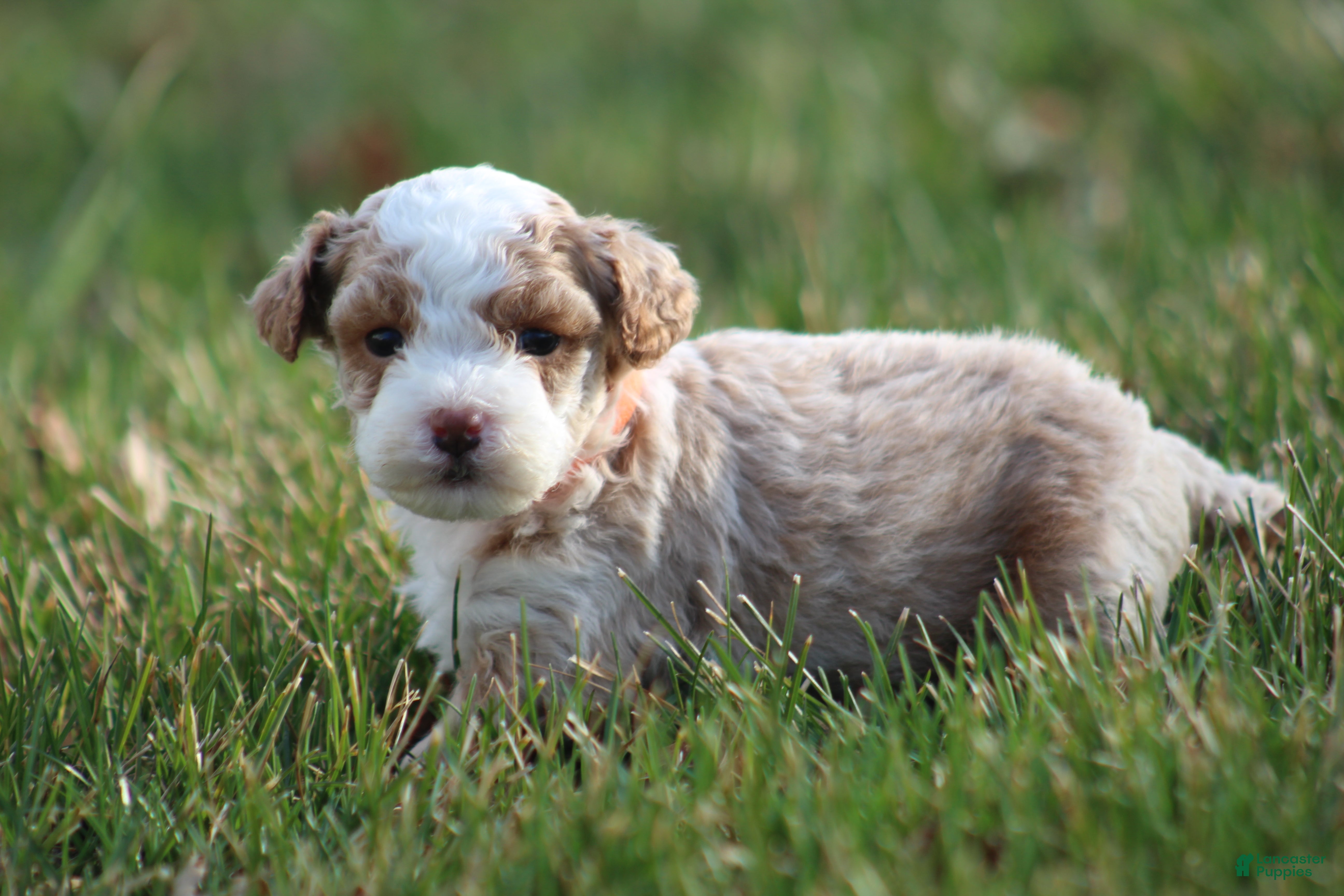 Bichpoo dogs Ryder - Ad 2