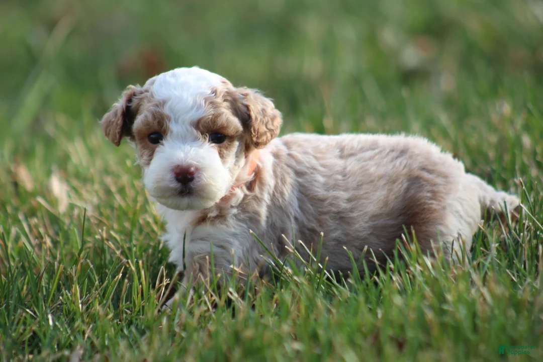 Bichpoo dogs for sale: Ryder - Ad 2