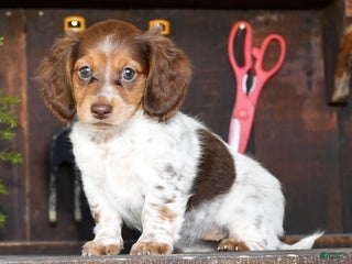 Miniature Dachshund dogs - Ad 20