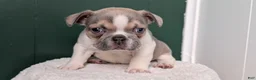 French Bulldog dogs for sale: Daisy - Ad 7