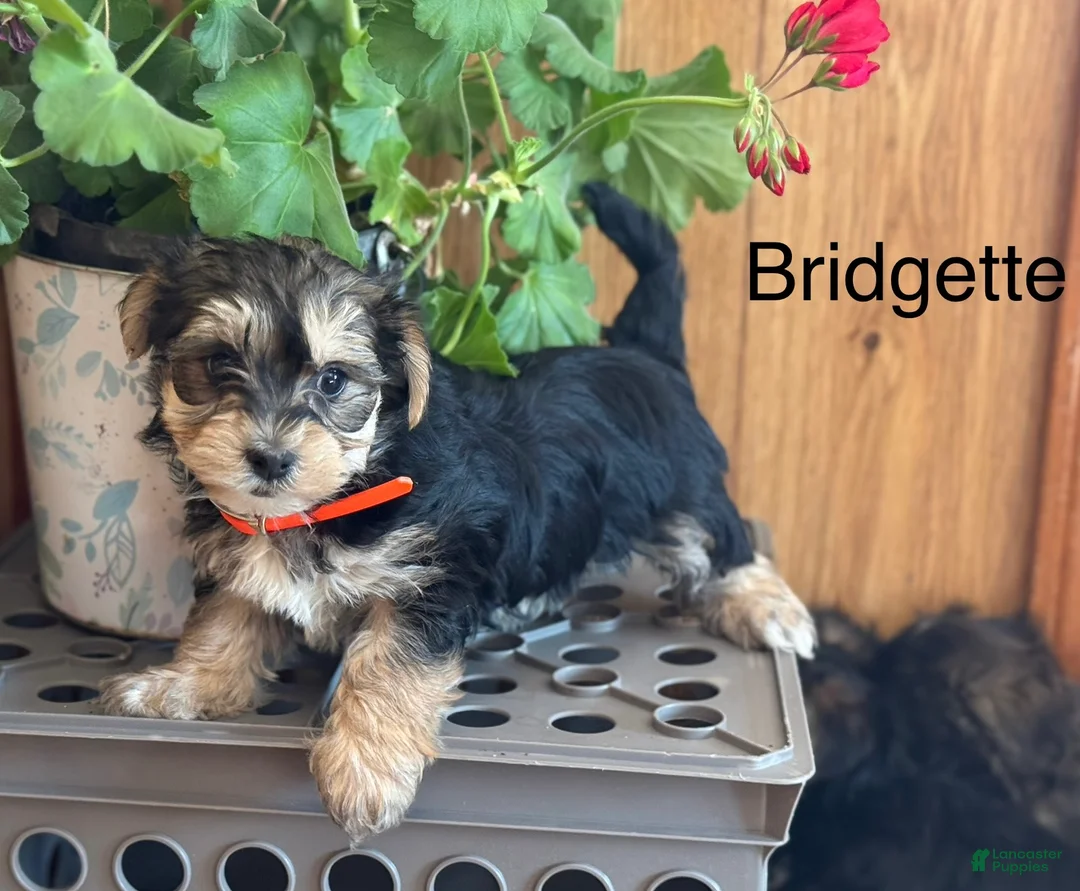 Morkie dogs for sale: Bridgette - Ad 6