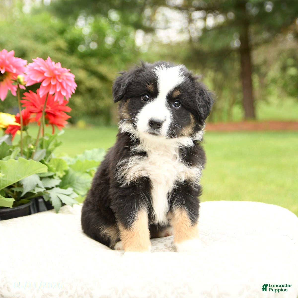 Miniature Australian Shepherd dogs Shasta - Ad 2