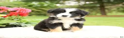 Miniature Australian Shepherd dogs for sale: Shasta - Ad 2