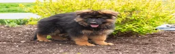 German Shepherd dogs for sale: Barney - Ad 5