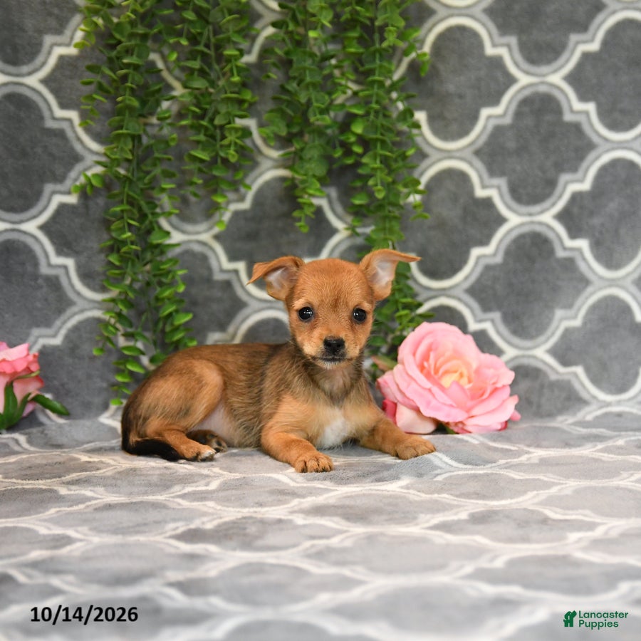 Chorkie dogs Kara - Ad 1