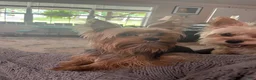 Yorkshire Terrier dogs for sale: Payton - Ad 31