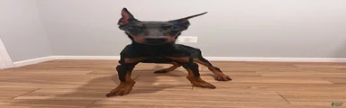 Last European Doberman Puppy – Female “Purple” – Full AKC Registration