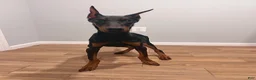 Doberman Pinscher dogs for sale: Last European Doberman Puppy – Female “Purple” – Full AKC Registration - Ad 1