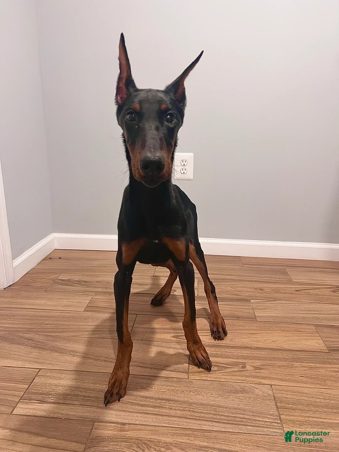 Doberman Pinscher dogs for sale: Last European Doberman Puppy – Female “Purple” – Full AKC Registration - Ad 1