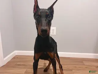 Doberman Pinscher dogs Last European Doberman Puppy – Female “Purple” – Full AKC Registration - Ad 41