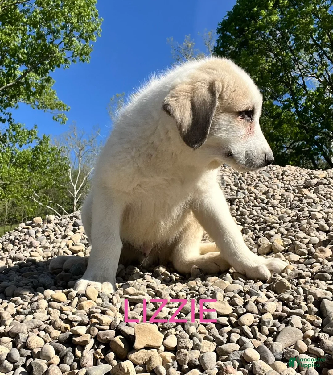 Great Pyrenees dogs for sale: Great Pyrenees Puppy 3 Lizzie - Ad 2