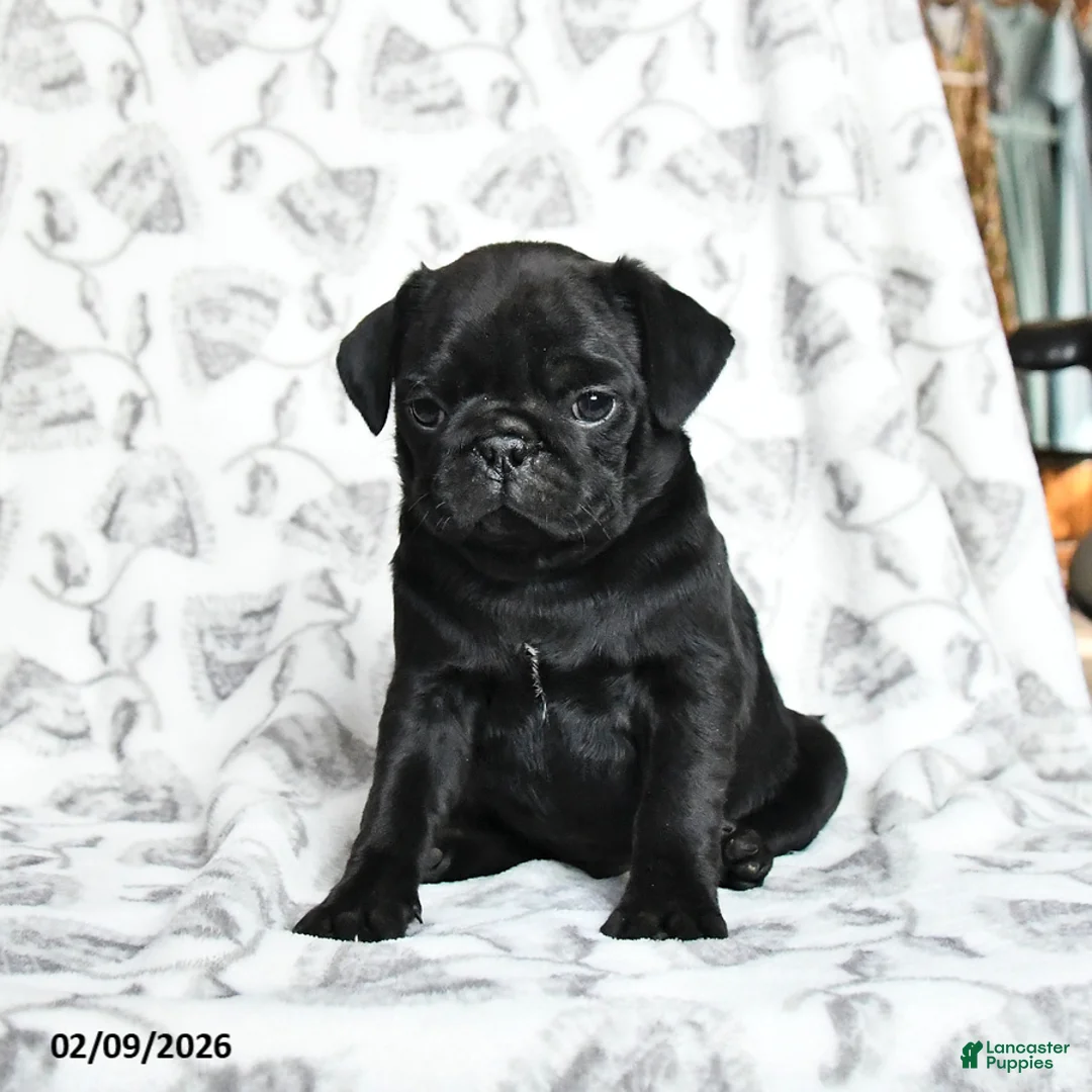 Pug dogs for sale: Raisin - Ad 3