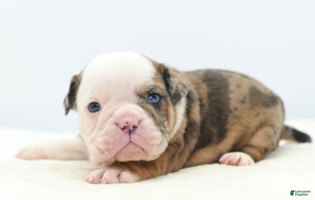 Mixed Breed dogs for sale: Turbo Merle blue eyes - Ad 12