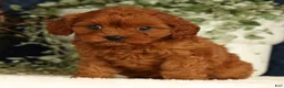 Cavapoo dogs for sale: Faye - Ad 2