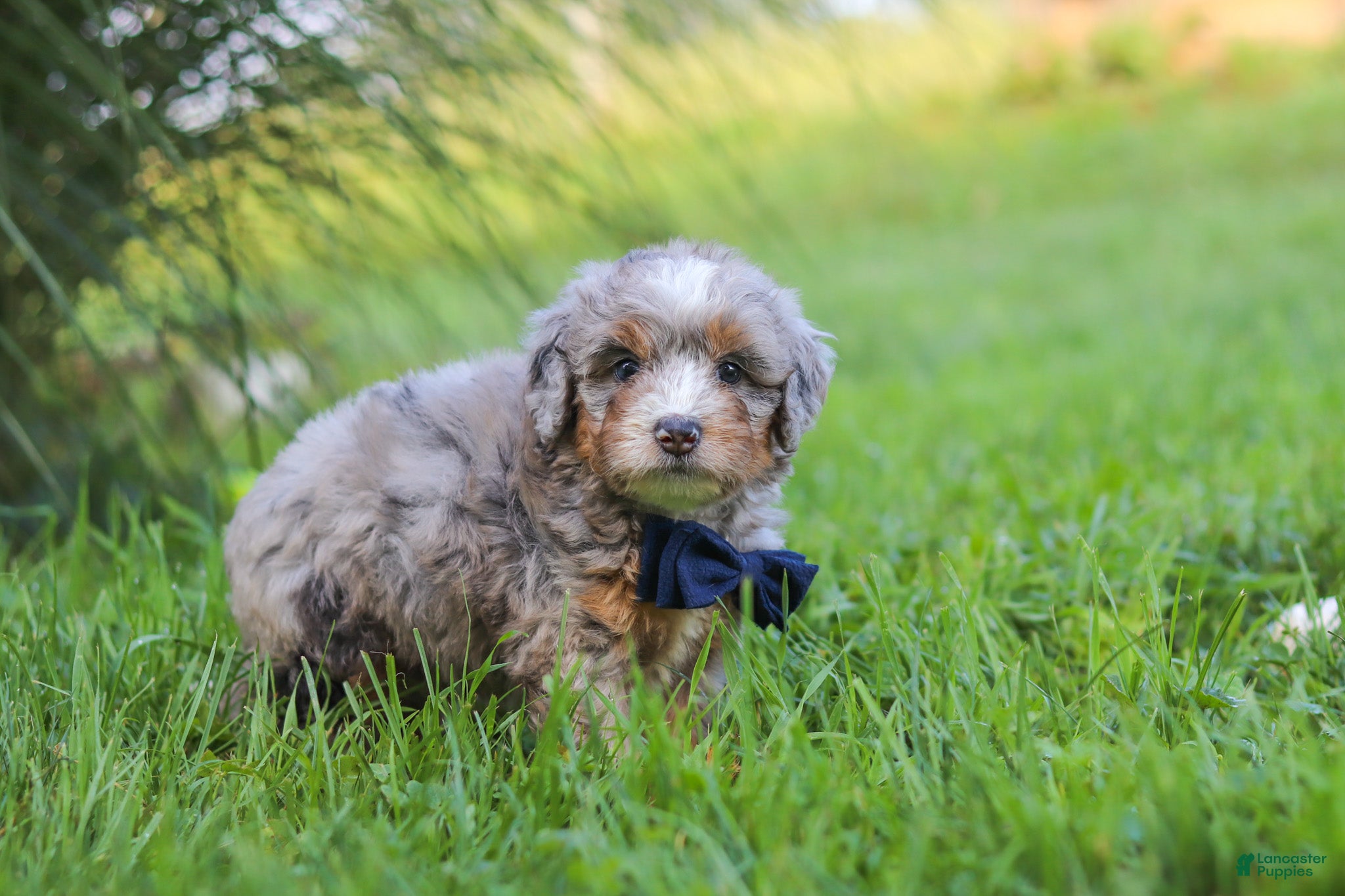 Mini Bernedoodle dogs Deadpool - Ad 1