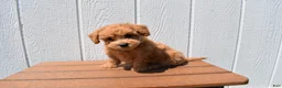 Bichpoo dogs for sale: Kevin 🐶✨ - Ad 21
