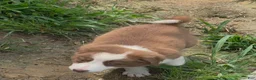Border Collie dogs for sale: Border Collie 3 - Ad 4