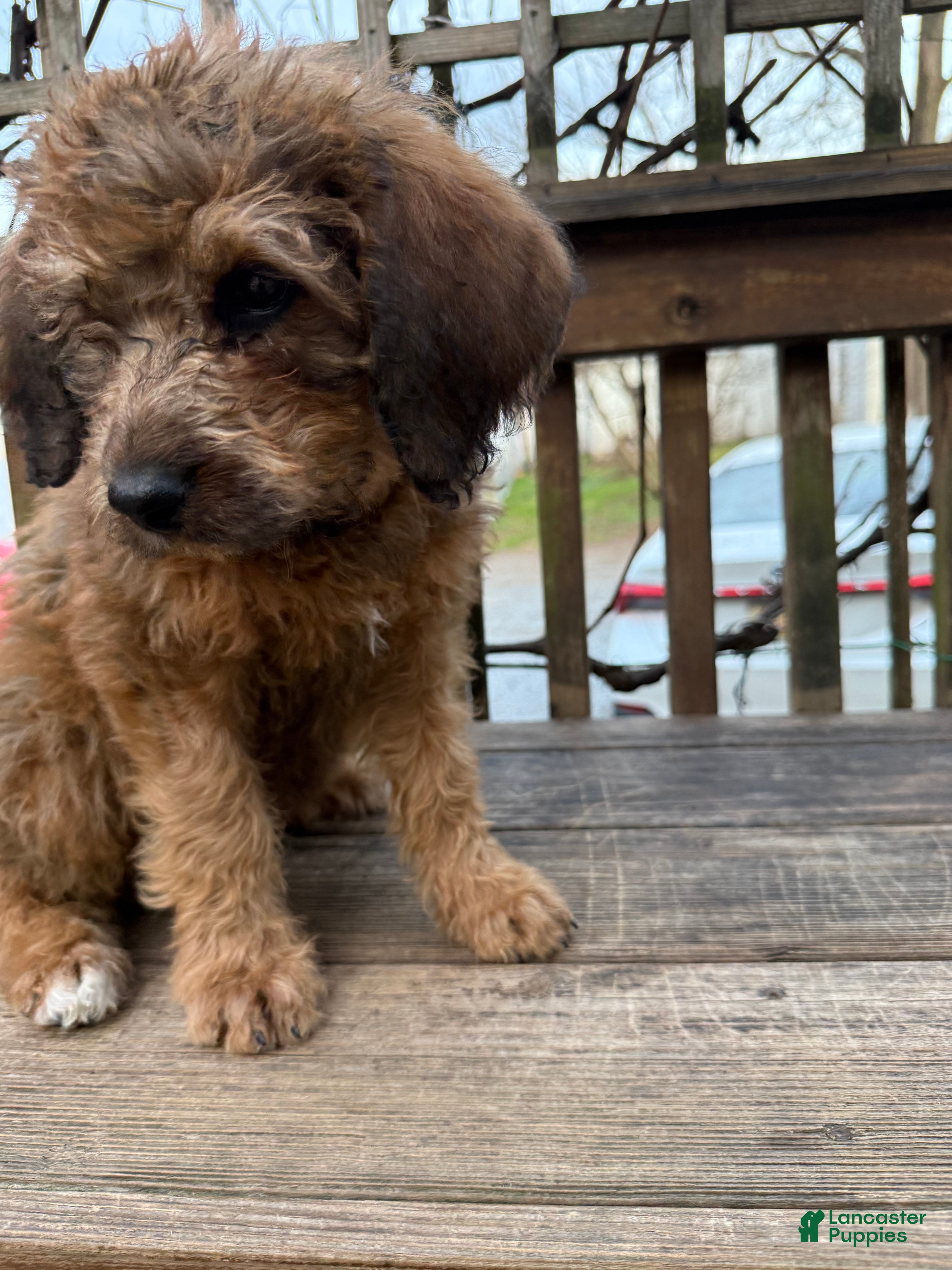 Mixed Breed dogs Sandy - Ad 2