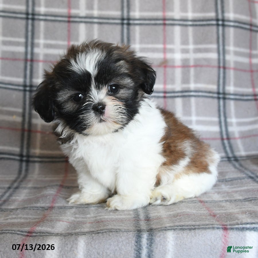 Shih Tzu dogs Sophie - Ad 1