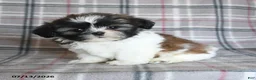 Shih Tzu dogs for sale: Sophie - Ad 1