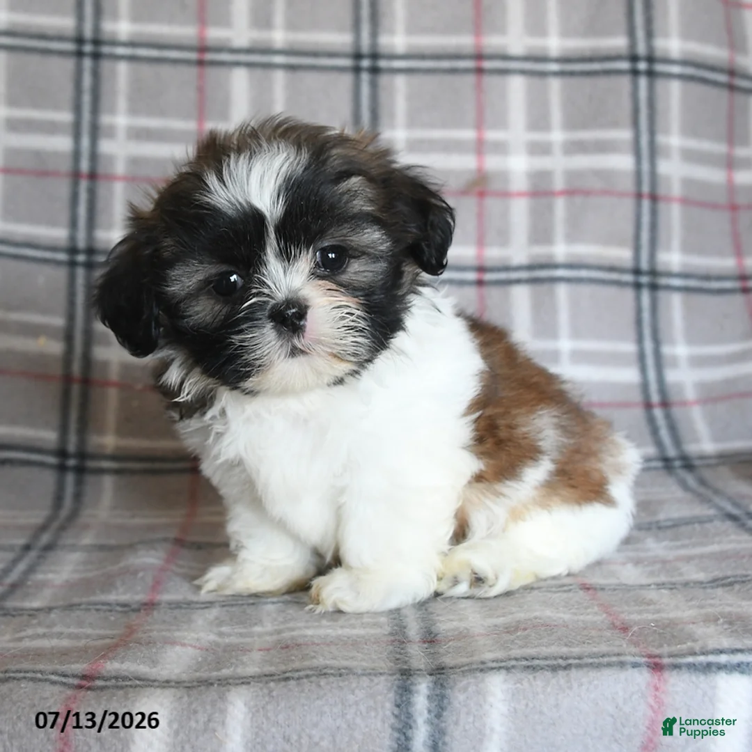 Shih Tzu dogs for sale: Sophie - Ad 1
