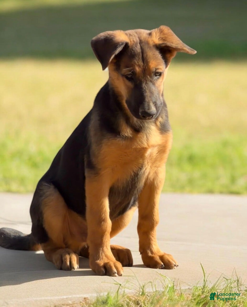German Shepherd dogs German Shepherd Puppy 5 - Ad 13