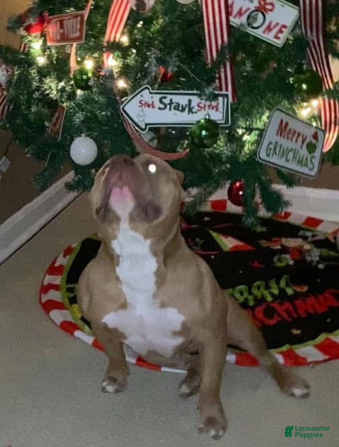 American Bully dogs for sale: Versace - Ad 3