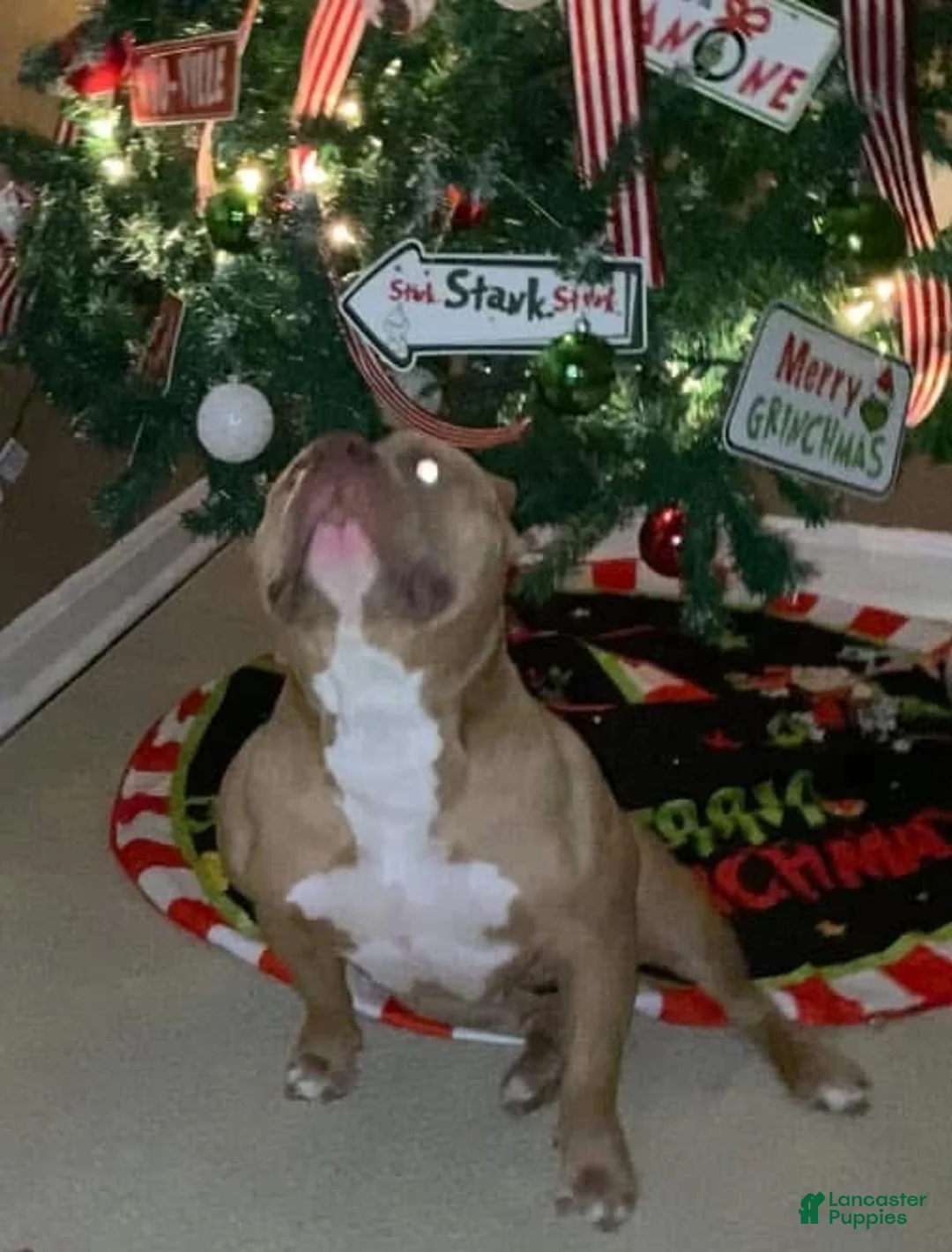 American Bully dogs for sale: Tom Ford - Ad 3