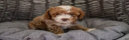 Cockapoo dogs for sale: Nala - Ad 1