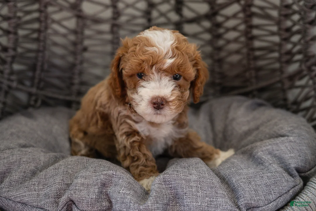 Cockapoo dogs for sale: Nala - Ad 1