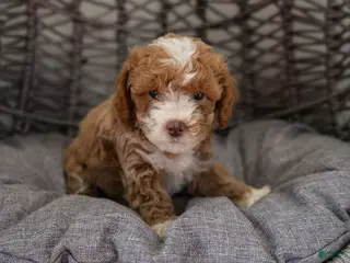 Cockapoo dogs for sale: Nala - Ad 4