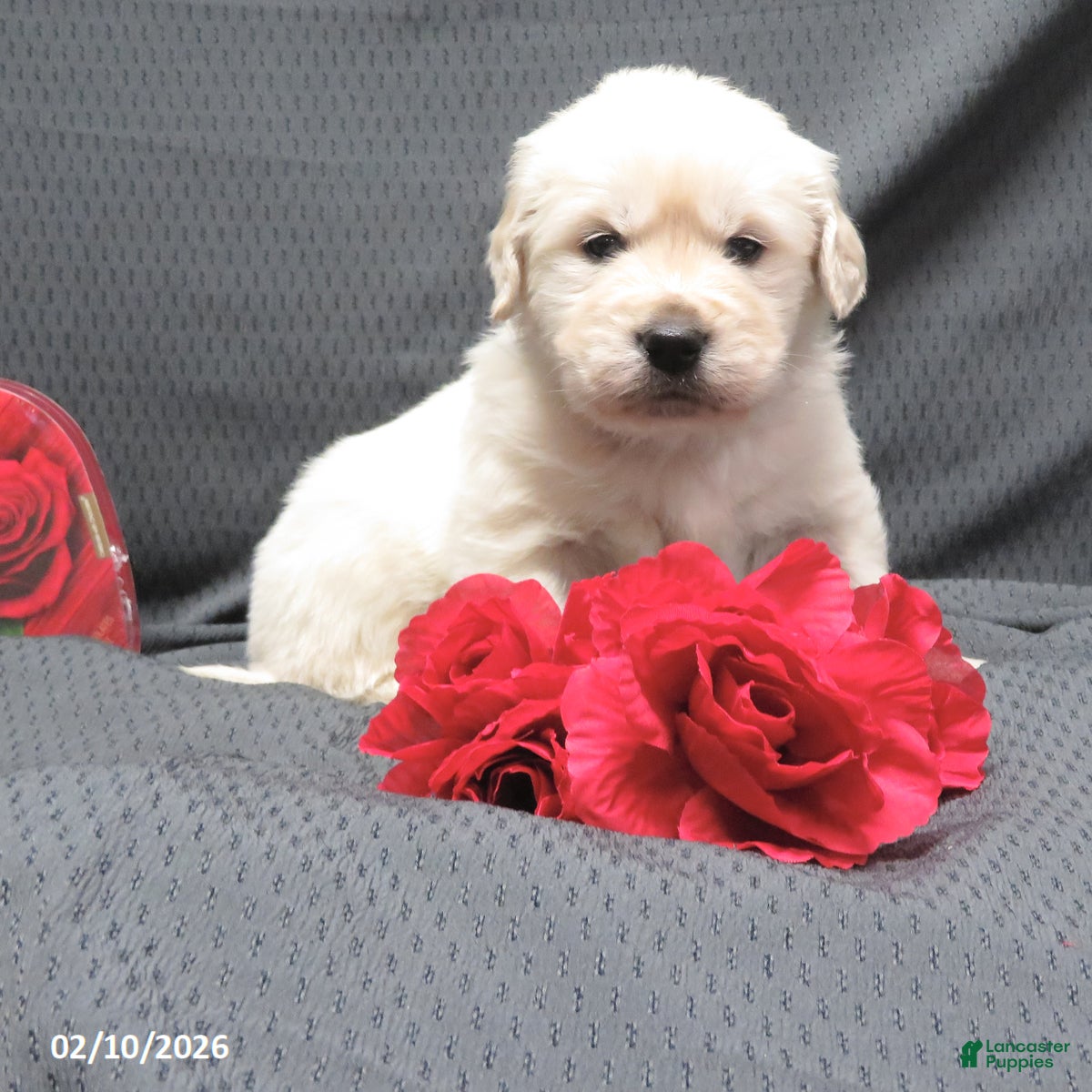 Golden Retriever dogs Buster - Ad 8