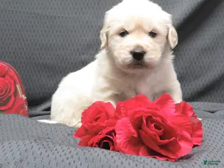 Golden Retriever dogs Buster - Ad 8