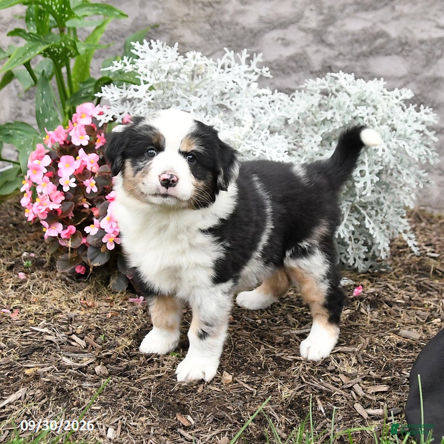 Australian Shepherd dogs Lucy - Ad 1