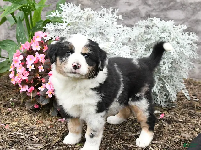 Australian Shepherd dogs for sale: Lucy - Ad 1
